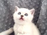 Scottish Fold Silver Şecereli  Ve Şeceresiz  Yavru