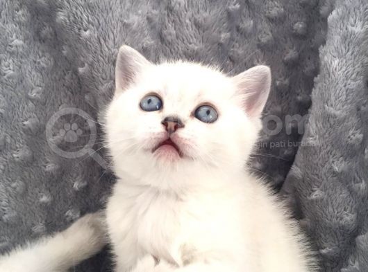 Scottish Fold Silver Şecereli  Ve Şeceresiz  Yavru görsel