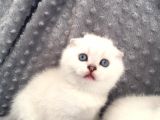 Scottish Fold Silver Şecereli  Ve Şeceresiz  Yavru