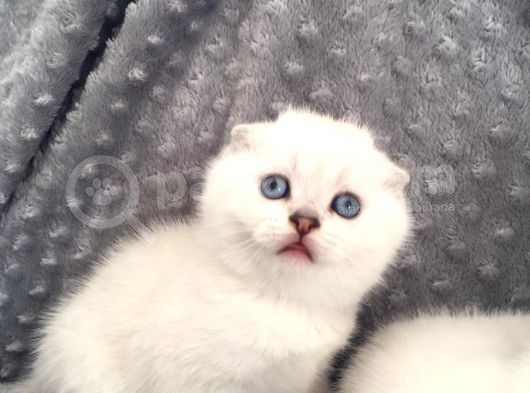 Scottish Fold Silver Şecereli  Ve Şeceresiz  Yavru