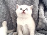 Scottish Fold Silver Şecereli  Ve Şeceresiz  Yavru