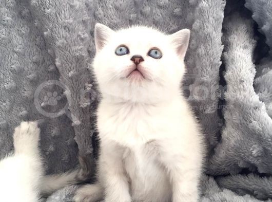 Scottish Fold Silver Şecereli  Ve Şeceresiz  Yavru görsel