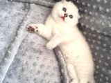 Scottish Fold Silver Şecereli  Ve Şeceresiz  Yavru