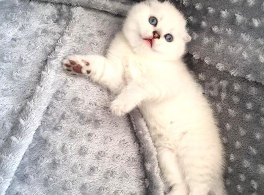 Scottish Fold Silver Şecereli  Ve Şeceresiz  Yavru görsel