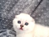 Scottish Fold Silver Şecereli  Ve Şeceresiz  Yavru