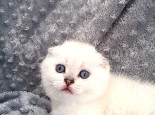 Scottish Fold Silver Şecereli  Ve Şeceresiz  Yavru görsel