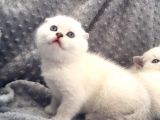 Scottish Fold Silver Şecereli  Ve Şeceresiz  Yavru