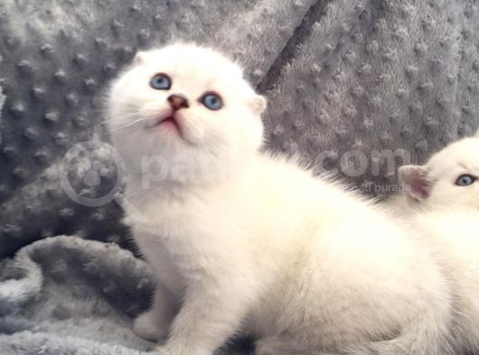 Scottish Fold Silver Şecereli  Ve Şeceresiz  Yavru görsel