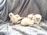 Scottish Fold Silver Şecereli  Ve Şeceresiz  Yavru