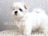 Maltese Terrier
