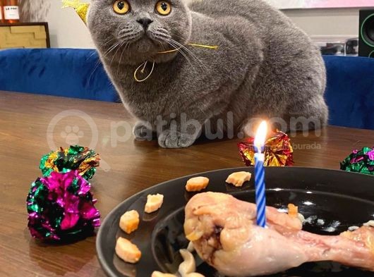 Safkan Yavrularımız British Shorthair görsel