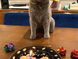 Safkan Yavrularımız British Shorthair