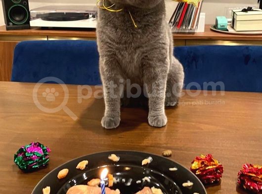 Safkan Yavrularımız British Shorthair görsel
