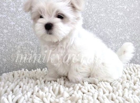 Maltese Terrier görsel