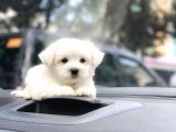 Irk ve Sağlık Garantili Maltese Terrier Yavrularımız
