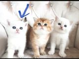 Ci̇ddi̇ Kali̇teli̇ Kedi̇ Arayanlar Ulaşsin Lütfen British Shorthair
