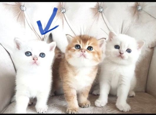 Ci̇ddi̇ Kali̇teli̇ Kedi̇ Arayanlar Ulaşsin Lütfen British Shorthair