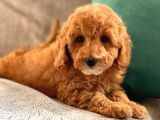 2.5 Aylik Di̇şi̇ Toy Poodle Yavrularimiz
