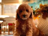 2.5 Aylik Di̇şi̇ Toy Poodle Yavrularimiz