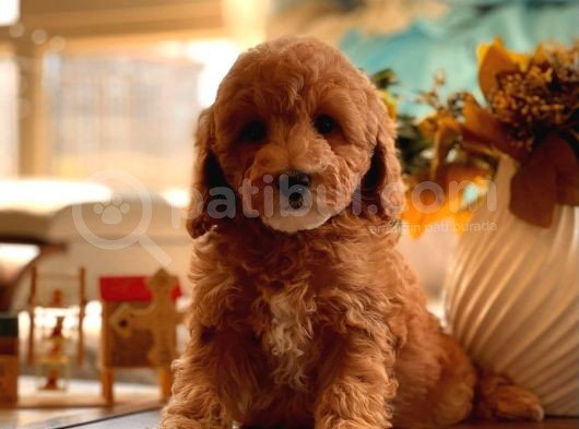 2.5 Aylik Di̇şi̇ Toy Poodle Yavrularimiz görsel