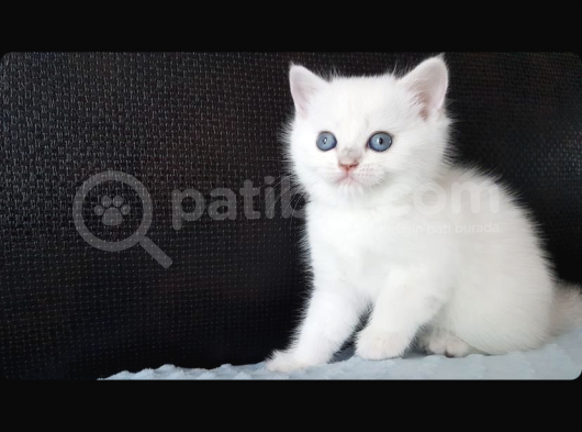 Ci̇ddi̇ Kali̇teli̇ Kedi̇ Arayanlar Ulaşsin Lütfen British Shorthair görsel