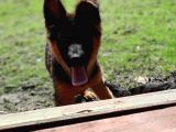 Bursa'Dan Alman Çoban  Köpeği̇ Yavrular