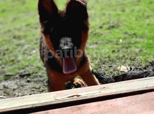 Bursa'Dan Alman Çoban  Köpeği̇ Yavrular görsel