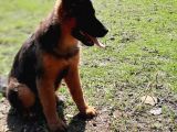 Bursa'Dan Alman Çoban  Köpeği̇ Yavrular