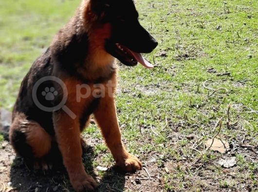 Bursa'Dan Alman Çoban  Köpeği̇ Yavrular görsel