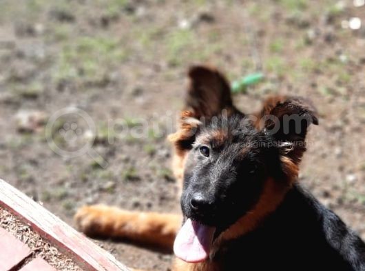 Bursa'Dan Alman Çoban  Köpeği̇ Yavrular