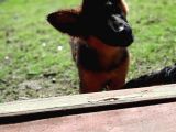 Bursa'Dan Alman Çoban  Köpeği̇ Yavrular