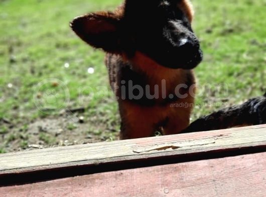 Bursa'Dan Alman Çoban  Köpeği̇ Yavrular görsel