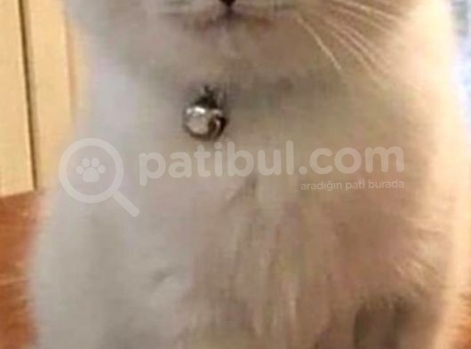 5 Aylık Evcil Aşıları Herşeyi Mevcuttur