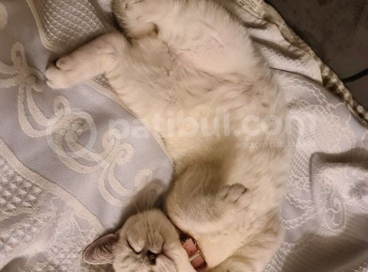 5 Aylık Evcil Aşıları Herşeyi Mevcuttur görsel