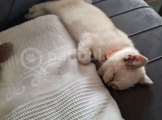 5 Aylık Evcil Aşıları Herşeyi Mevcuttur görsel
