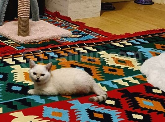 5 Aylık Evcil Aşıları Herşeyi Mevcuttur görsel