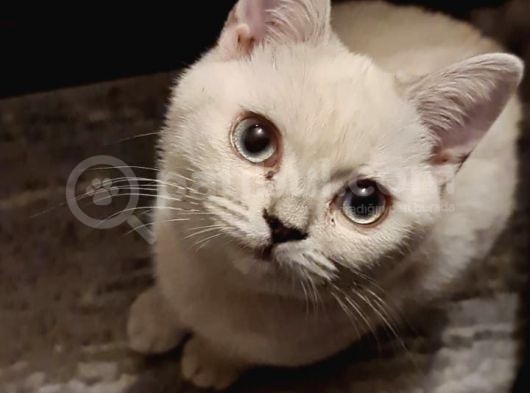 5 Aylık Evcil Aşıları Herşeyi Mevcuttur görsel
