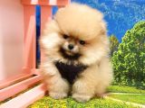 Orjinal Pomeranian Boo Yavrularımız
