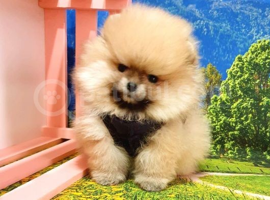 Orjinal Pomeranian Boo Yavrularımız görsel