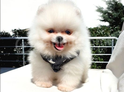 Orjinal Pomeranian Boo Yavrularımız görsel