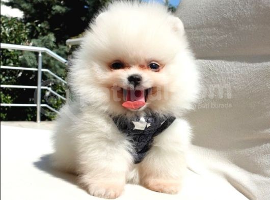 Orjinal Pomeranian Boo Yavrularımız