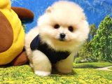 Orjinal Pomeranian Boo Yavrularımız