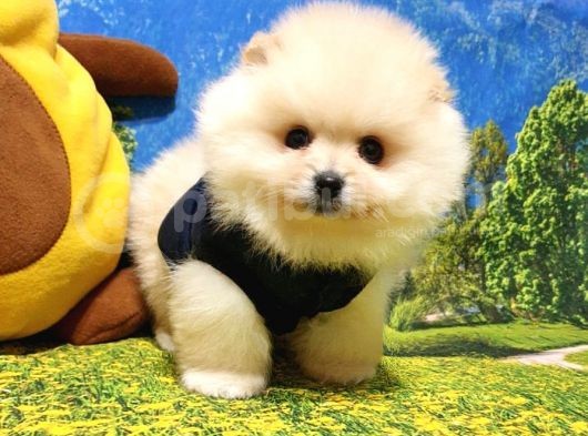 Orjinal Pomeranian Boo Yavrularımız görsel