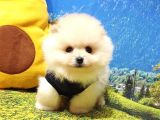Orjinal Pomeranian Boo Yavrularımız
