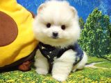 Pomeranian Boo Teddy Bear Yavrular