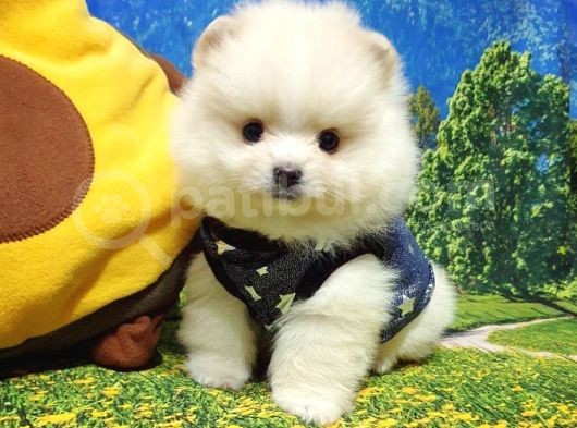 Pomeranian Boo Teddy Bear Yavrular görsel