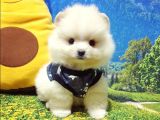Pomeranian Boo Teddy Bear Yavrular