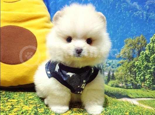 Pomeranian Boo Teddy Bear Yavrular görsel