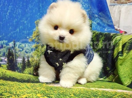 Pomeranian Boo Teddy Bear Yavrular görsel