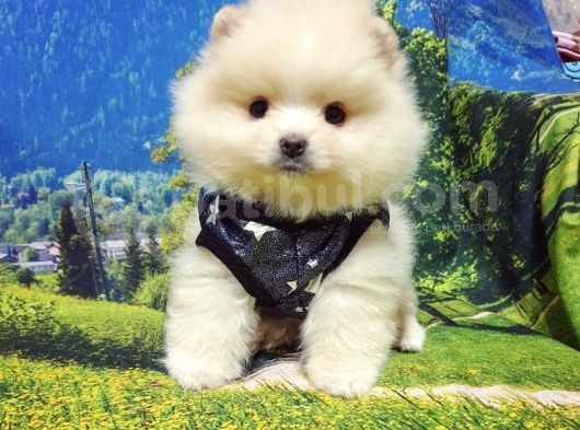 Pomeranian Boo Teddy Bear Yavrular görsel